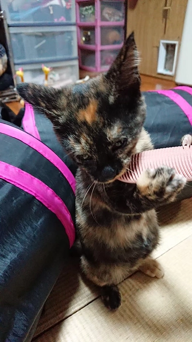 4歳になりました🎉