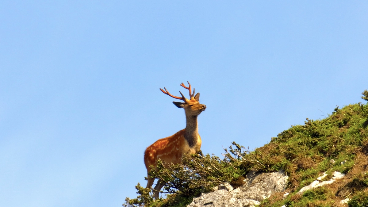 ニホンジカ　袋角から枝角へ
