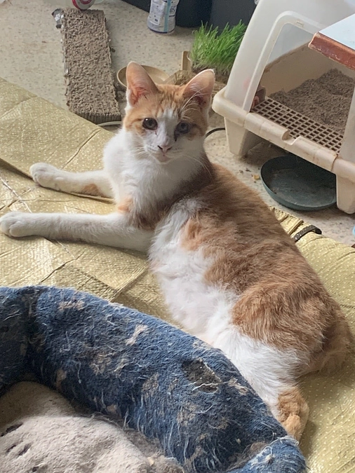 同地域案件2件 着手スタート《七飯町》《多頭飼育案件》①