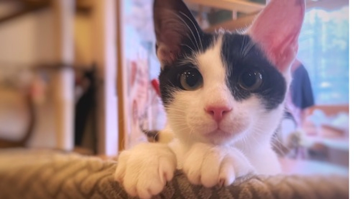 保護猫譲渡会のお知らせ