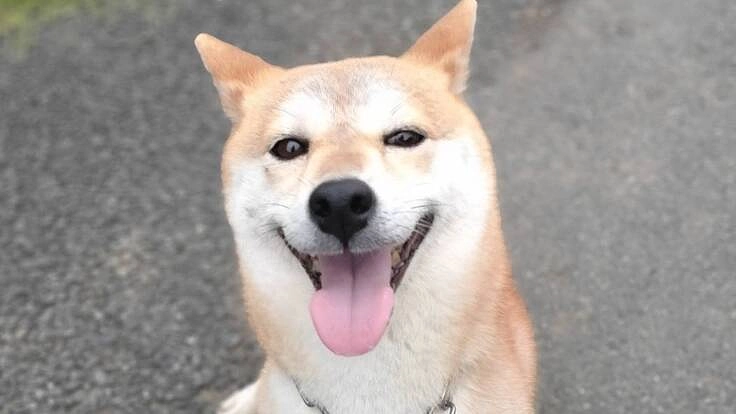 《突発性乳び胸》愛犬「アメ」の命を助けてください。