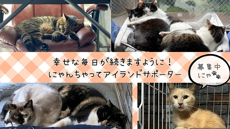 猫にとっての幸せな場所をつくれるよう！サポーター様募集中！