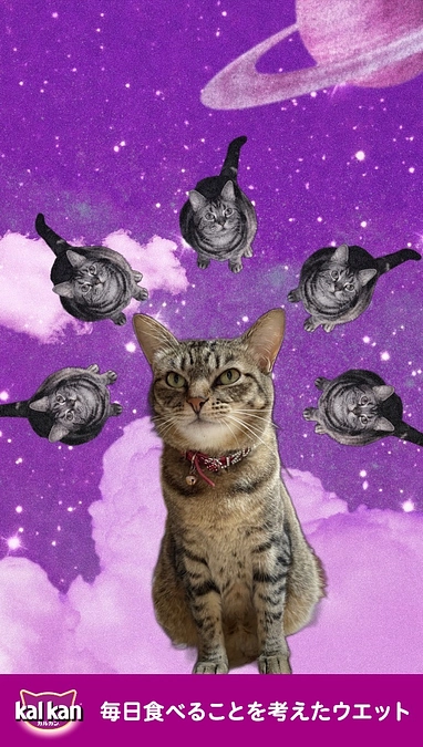 宇宙猫　うずらちゃん💕