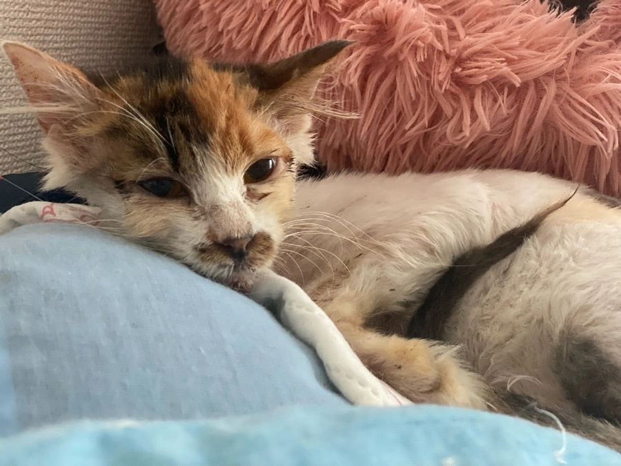 『ミーモちゃん』のその後《七飯町》《多頭飼育案件案件》