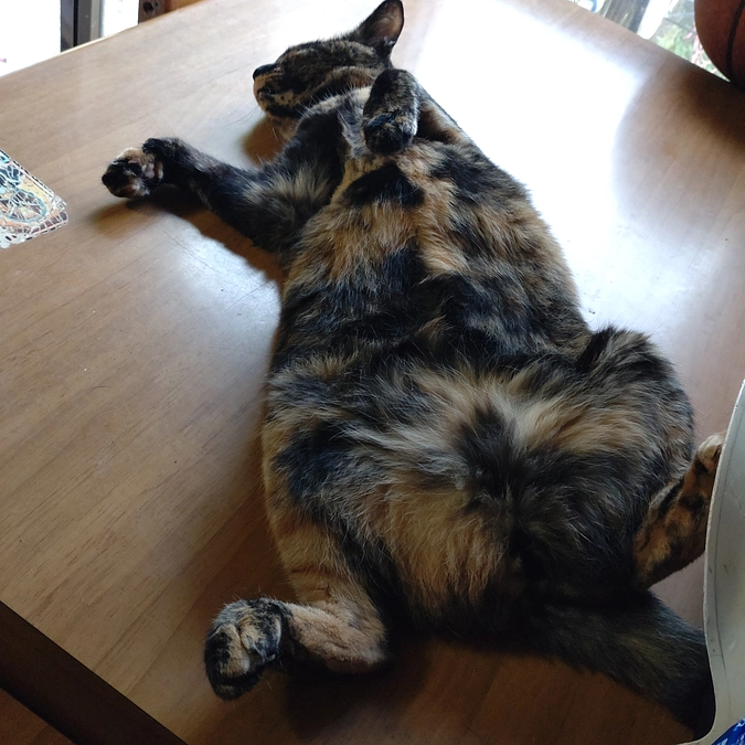 ゴロン　ゴロ~~~ん😺