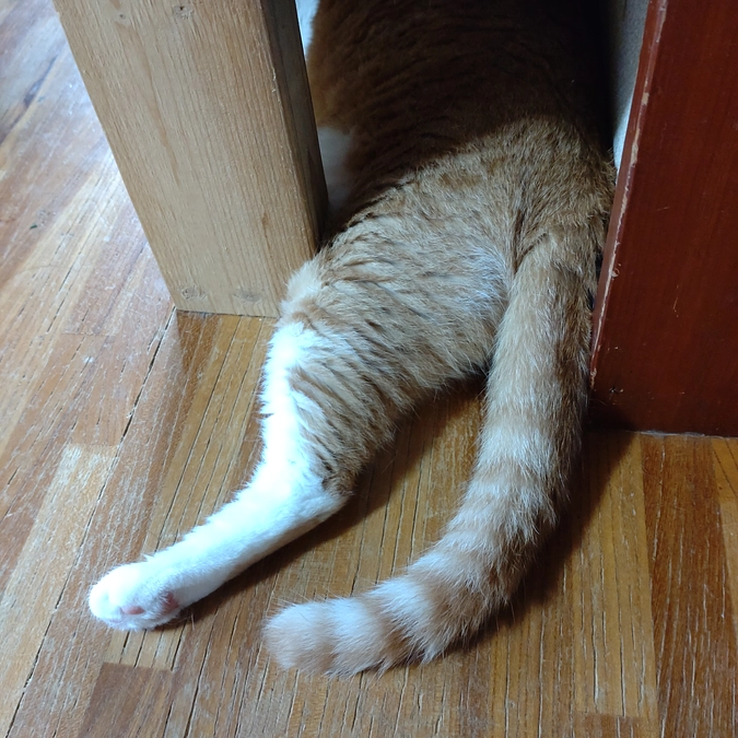 可愛い💕　かくれんぼ😺