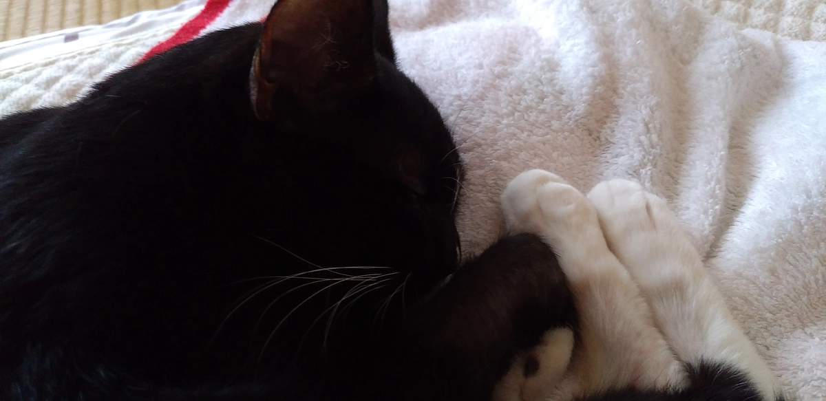 9/22 はなちゃんの様子