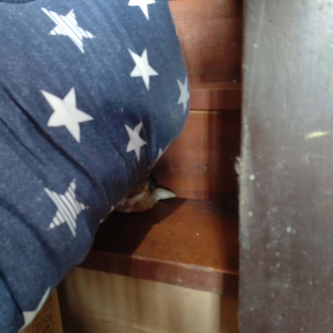 可愛い💕　かくれんぼ😺