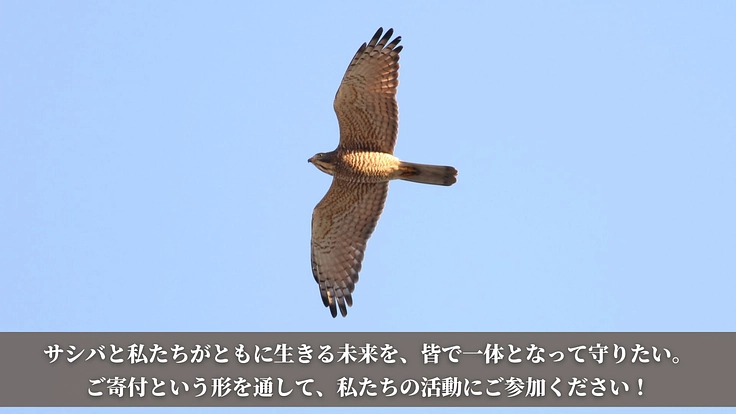 【第二弾】絶滅危惧種サシバの保全を皆の手で。渡りの全容解明への挑戦 6枚目