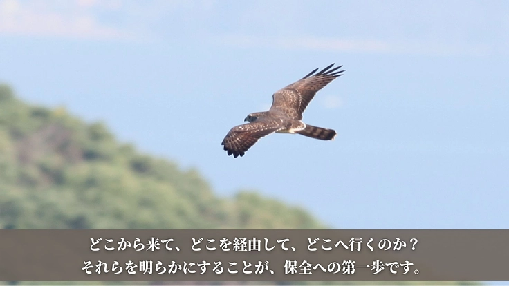 【第二弾】絶滅危惧種サシバの保全を皆の手で。渡りの全容解明への挑戦 3枚目