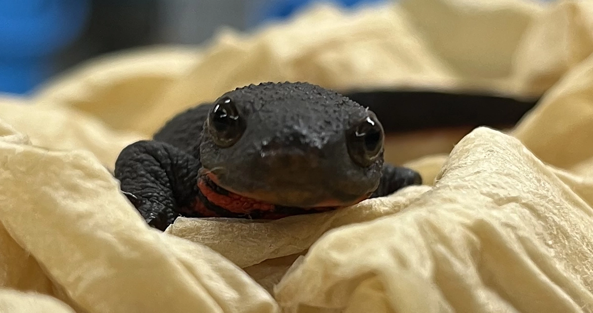 第一目標に到達しました！ありがとうございます。