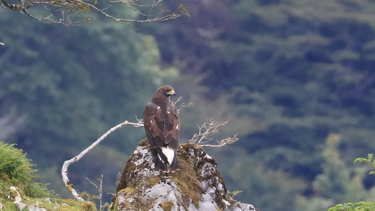 伊吹山のイヌワシ幼鳥「サーナ」2024年9月　飛行技術を磨く