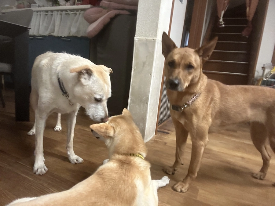 【プロジェクトついに公開】たくさんの応援コメントに感謝！今週末9月29日（日）は譲渡会です！