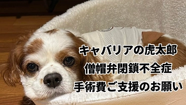 【緊急】虎太郎の手術費(僧帽弁閉鎖不全症)ご支援をお願い致します のトップ画像