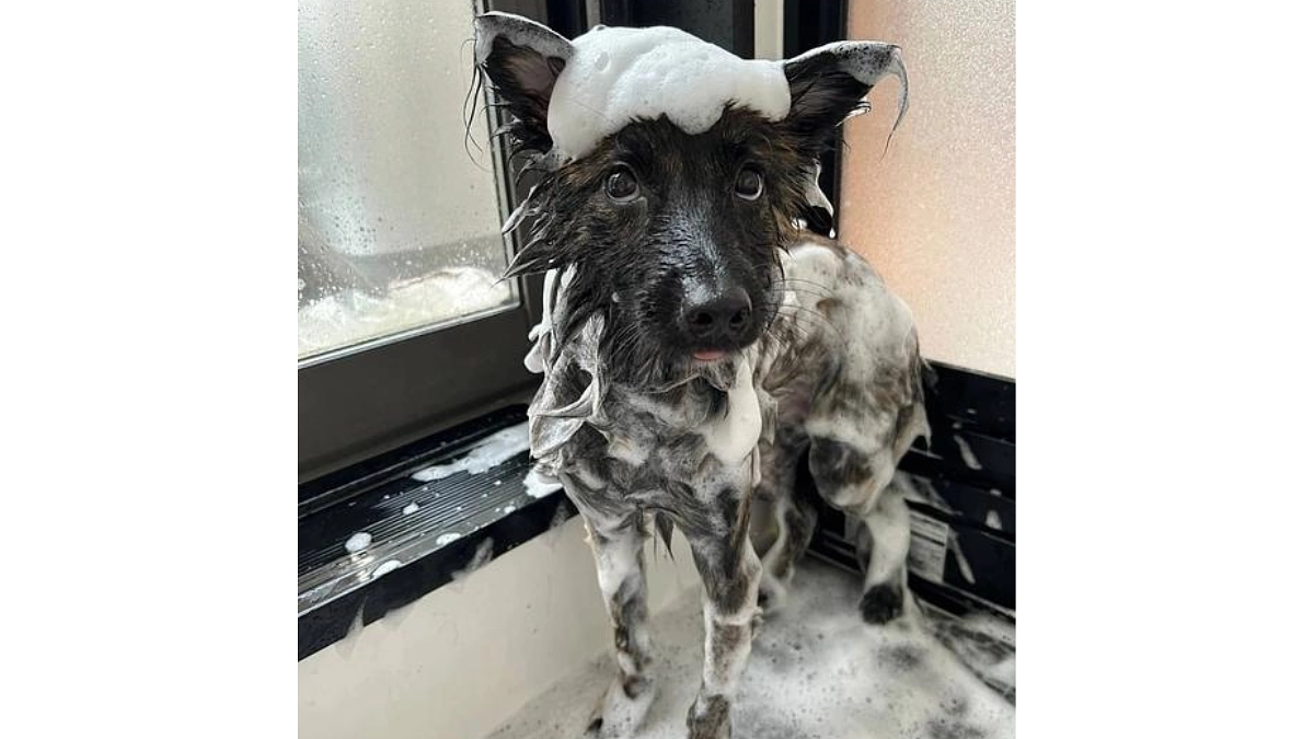 【最高の第二の犬生を歩んでほしい】私達の思いと保護犬を迎えるにあたっての心構えについて