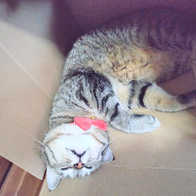 箱入り⁈　娘😺😁