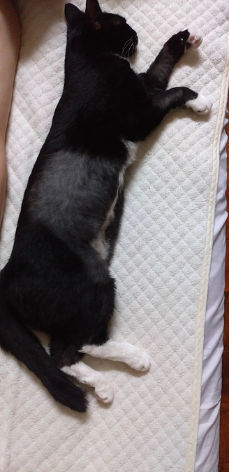 9/27はなちゃんの様子(9/26夜発作あり)