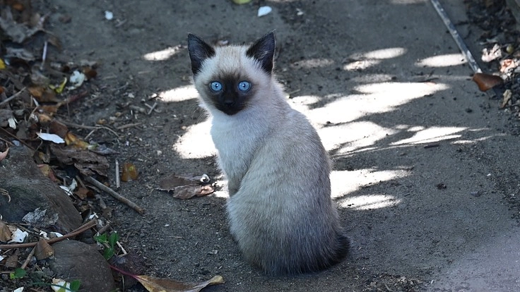 地域ネコ動物病院存続にご協力お願いします