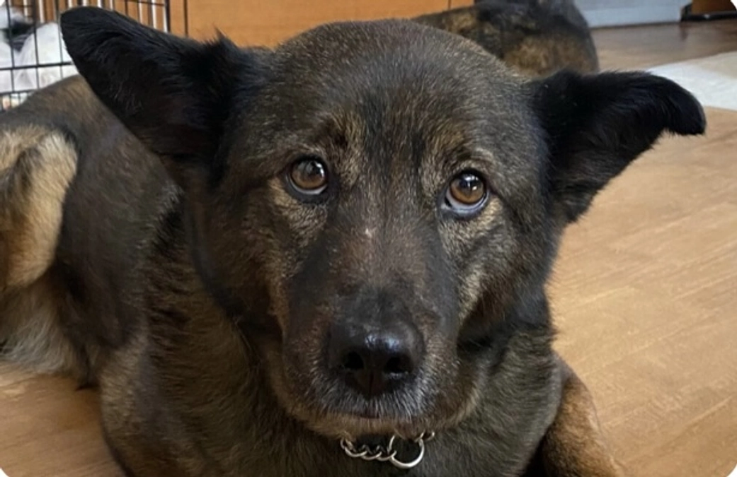 レーベンっ子のご紹介②山口県周南市で野犬と言われた「葵」