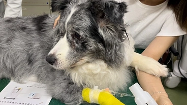 愛犬の喉頭麻痺の手術、治療費のご支援ご協力をお願い致します。 のトップ画像