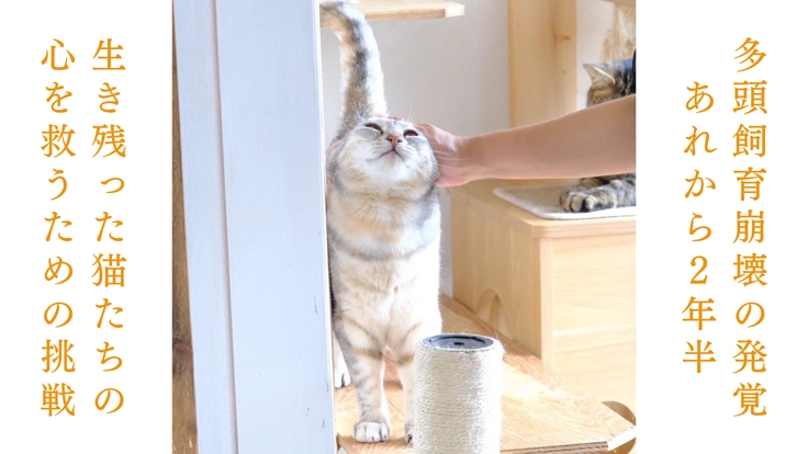 149匹保護から2年半。シェルター増築で、人馴れしない猫にも幸せを