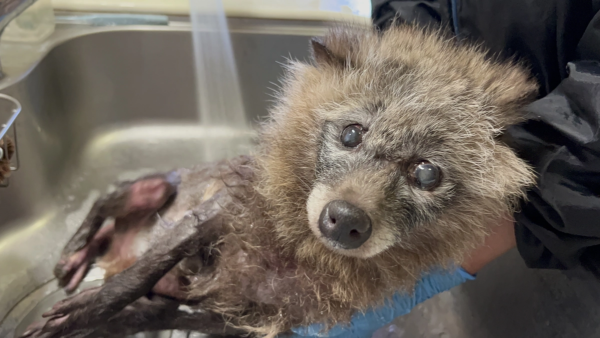 【訃報】後肢麻痺でも懸命に生きた高齢タヌキ　タンタン