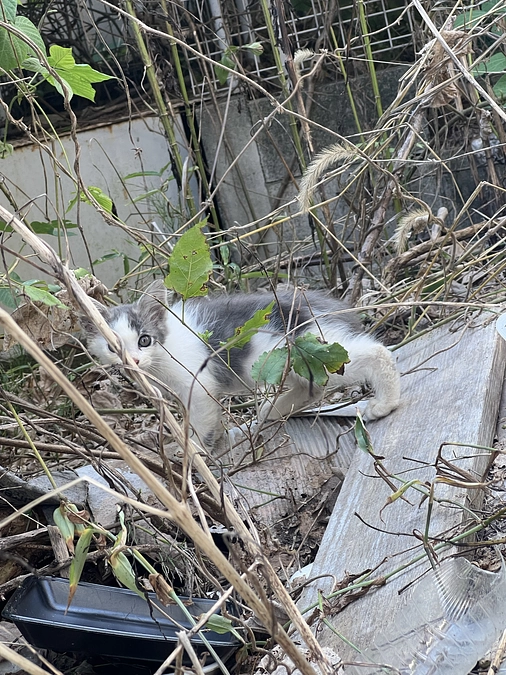 外猫こそ丁寧な避妊手術を