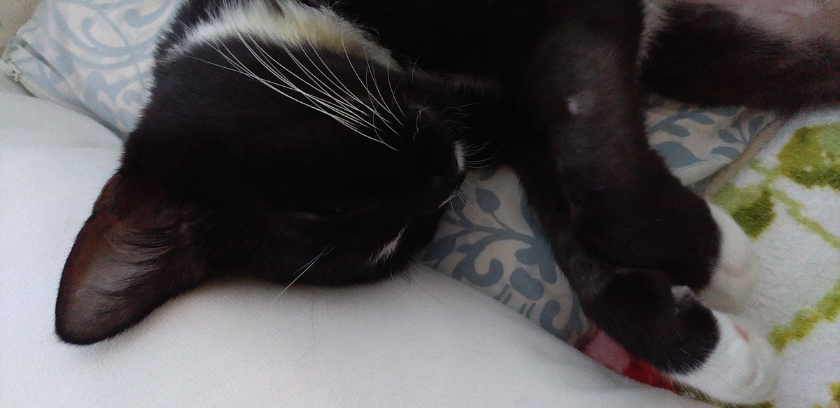 9/18はなちゃんの様子(発作あり)