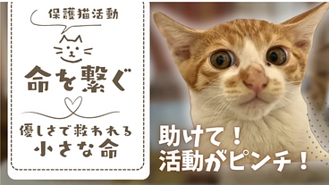 猫の家 ARIGATO 命をつなぐご縁をつなぐ活動を応援 のトップ画像