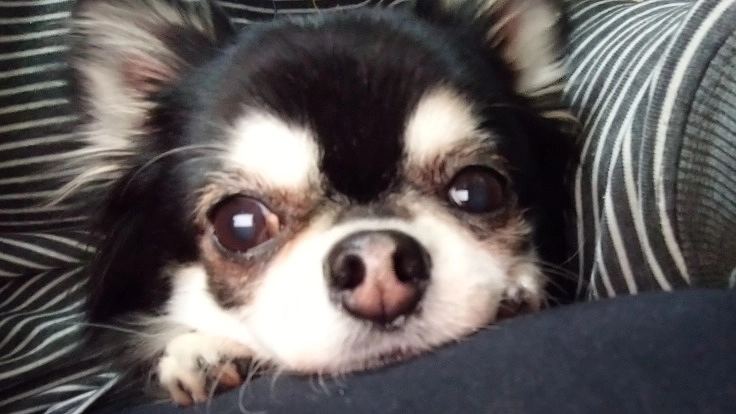 【気管虚脱】家族のルナをどうか助けてください