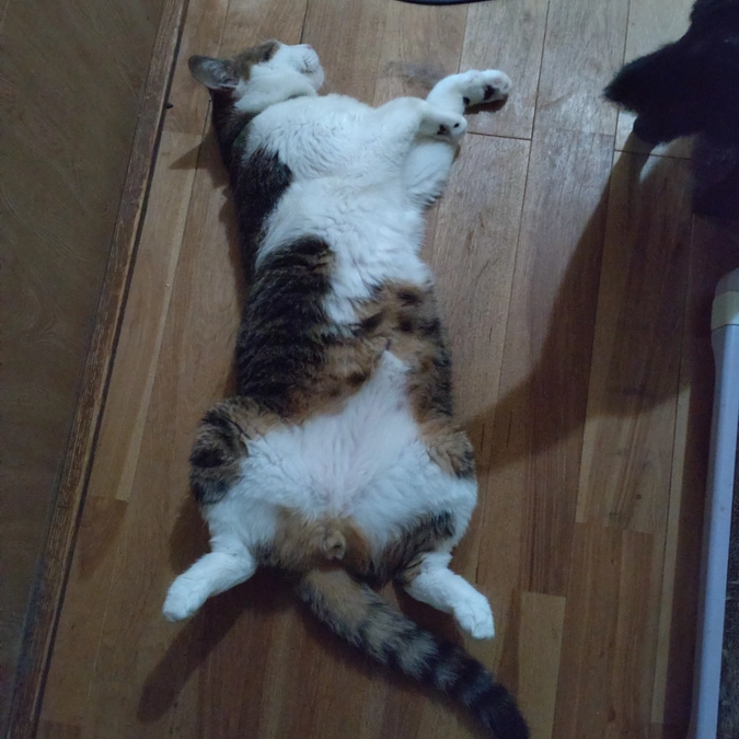 おっぴろげぇ〜😽