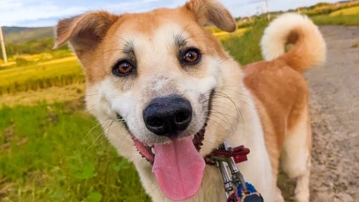 CAPINサポーター募集中！保護動物たちに幸せな未来を