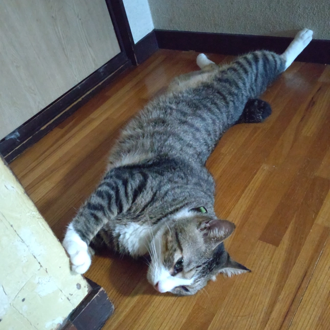 ボブ君は………😁