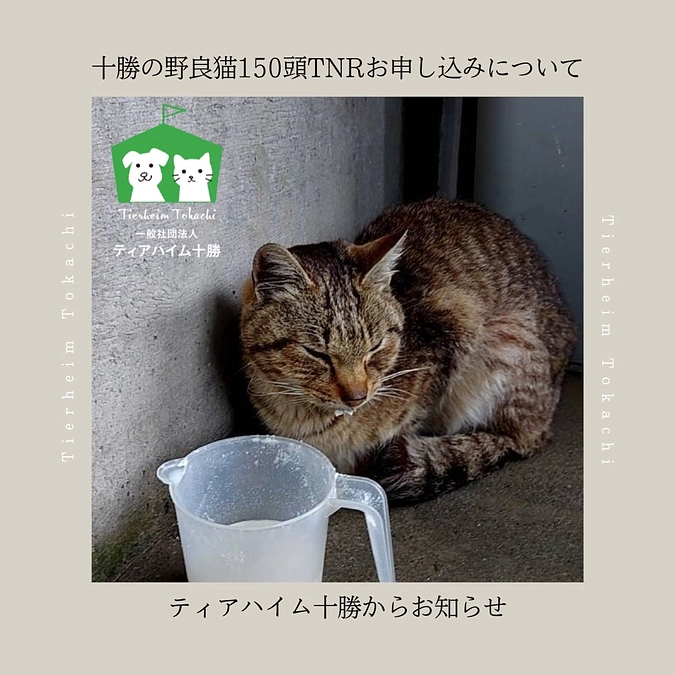 十勝の野良猫150頭TNRお申し込みについて
