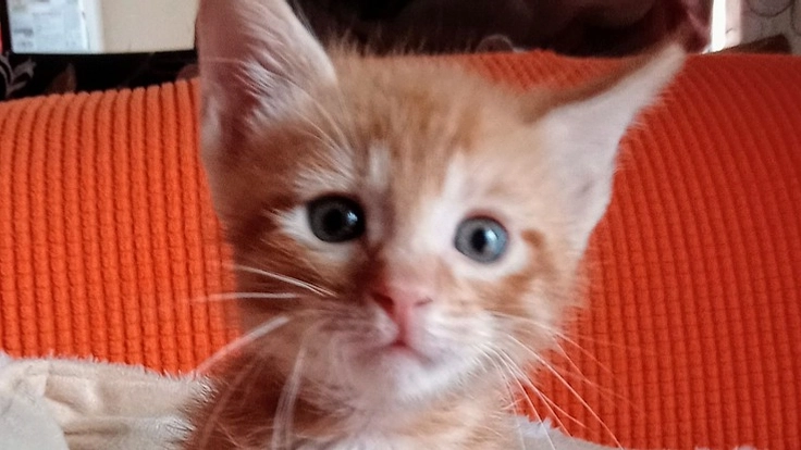 リベンジ！行き場のない猫ちゃん達シェルターを作るぞー！