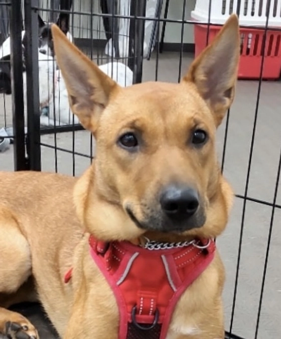 レーベンっ子のご紹介⑧ 内弁慶でもいいの「サナ」