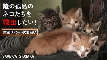 陸の孤島のネコたちを救出したい！継続サポートのお願い！ のトップ画像