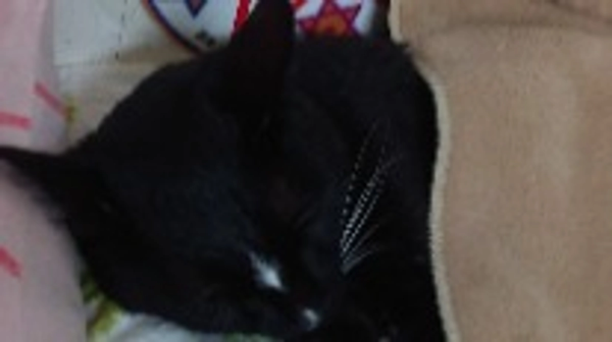 10/9はなちゃんの様子