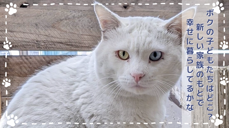 【殺処分ゼロを目指して】2度目の挑戦！朋猫ハウス増設にご支援を！