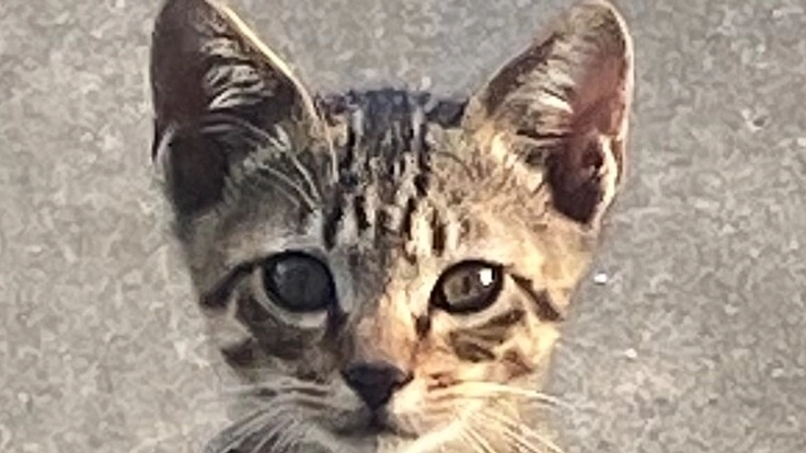 野良猫　4匹の行く末　美味しいご飯,家,避妊、去勢手術してあげたい