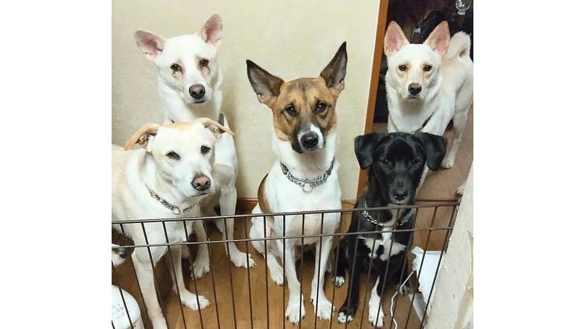 レーベンっ子のご紹介⑤大きな身体に仔犬のハート「心之助」