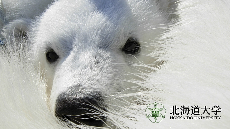 世界のクマ研究最前線｜クマが生きられる環境を未来に残したい