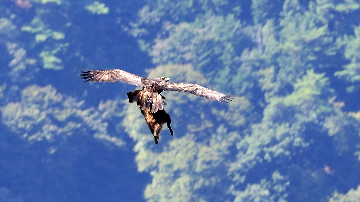 伊吹山のイヌワシ幼鳥「サーナ」2024年10月1日　タヌキのご馳走