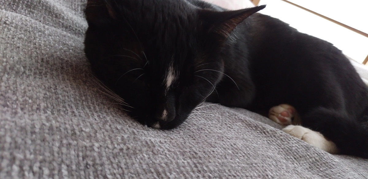 10/2はなちゃんの様子(発作あり)