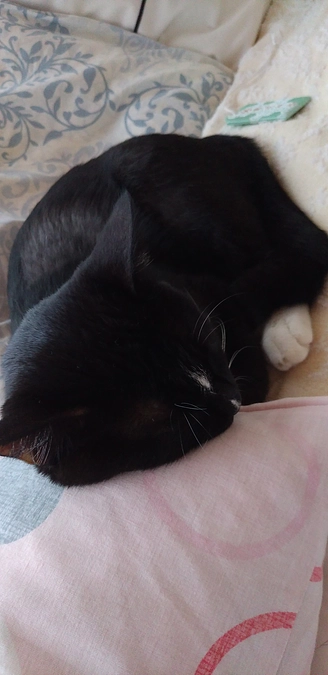 10/2 はなちゃんの様子(2回目の発作あり)