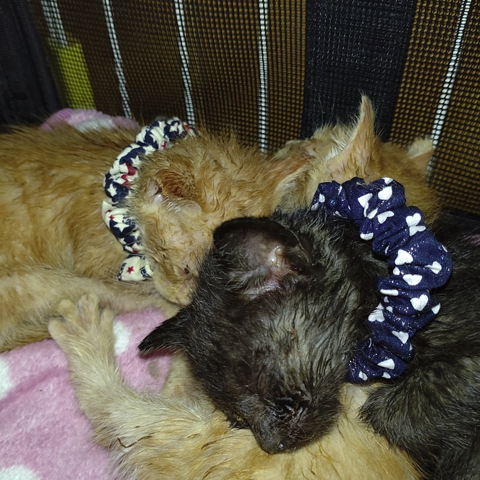 生後　1ヶ月😺