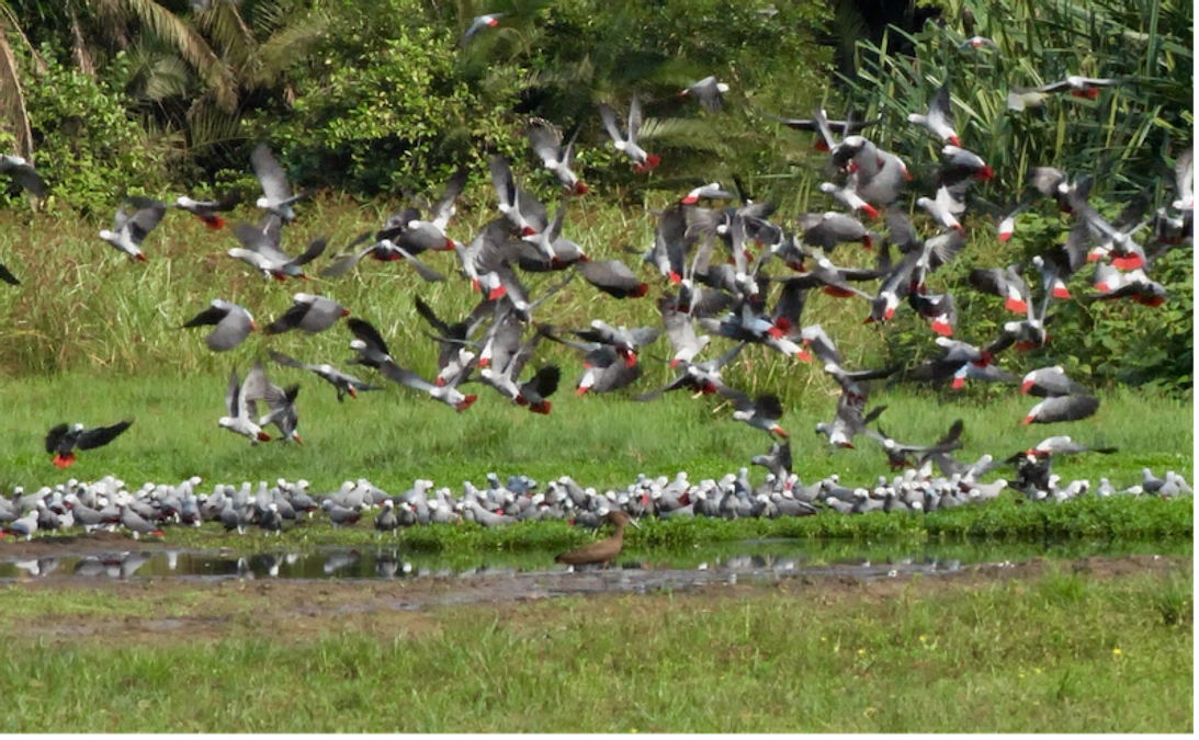【重複ご容赦🙇‍♀️】活動報告更新❣️『【ロベケを撮る：動画満載】4K映像で魅せる動物たち（１）』