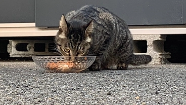 過酷なお外で暮らしている猫達を守りたい。お腹いっぱい御飯をあげたい