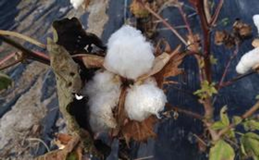 御礼のお手紙と、綿花の茎をから作ったコットンペーパー