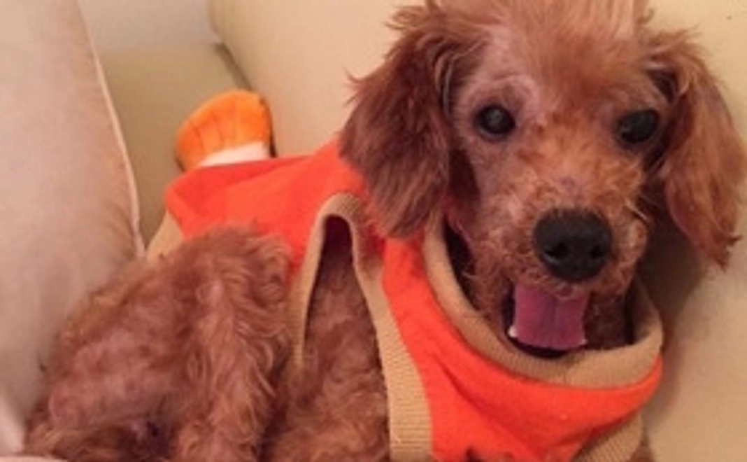 ココちゃんの感謝メッセージカードをお届けします。